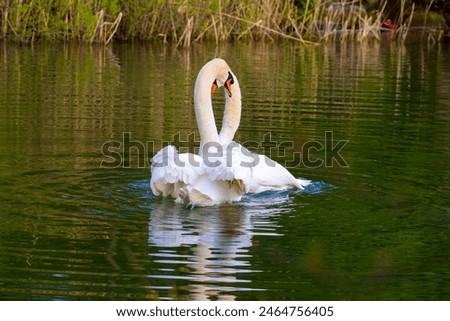 Similar – Image, Stock Photo swans in sunlight and shadow. White stripes of birch trees.