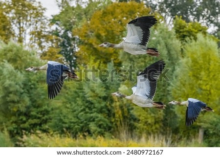 Image, Stock Photo Four Egyptian geese in flight against blue sky with tree at right edge.