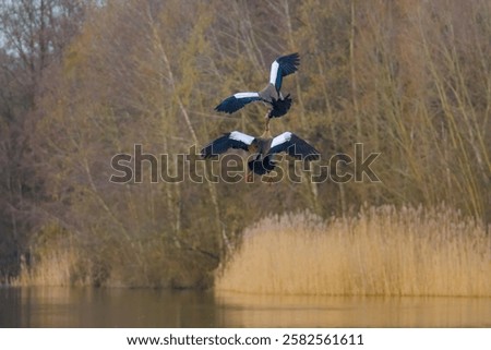 Similar – Image, Stock Photo Egyptian geese in the evening on a harvested grain field at the edge of the forest.