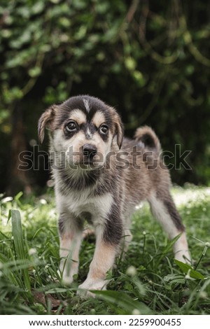 Similar – Image, Stock Photo Cute black puppy sitting in street