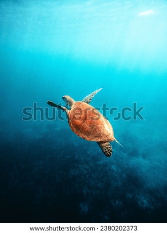 Similar – Image, Stock Photo Underwater body portrait with reflection at the waterline of a young woman under water, standing naked in a pool and bathing