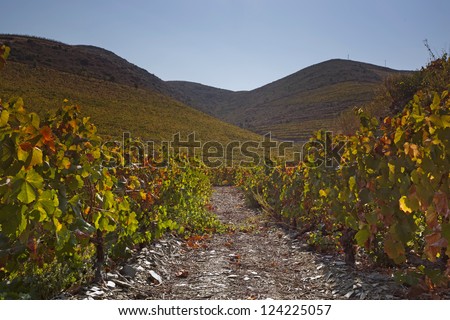 Douro Vineyard, Portugal, Europe