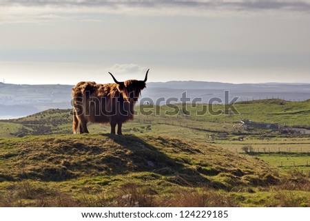 Highland Cow, Scotland, Europe