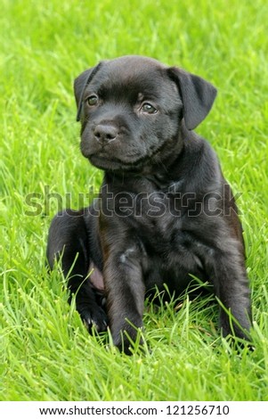 The portrait of Staffordshire Bull Terrier puppy in exterior