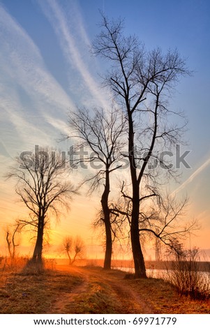 Lonely trees on the field in the mist at sunrise near the river