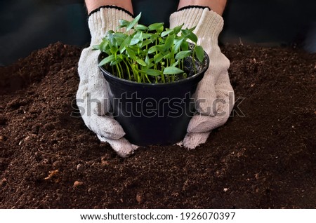 Similar – Foto Bild Sämlinge in Torf Töpfe. Baby-Pflanzen Aussaat, schwarze Loch Schalen für landwirtschaftliche Sämlinge. Die Frühjahrspflanzung. Frühe Sämling, aus Samen in Boxen zu Hause auf der Fensterbank gewachsen.