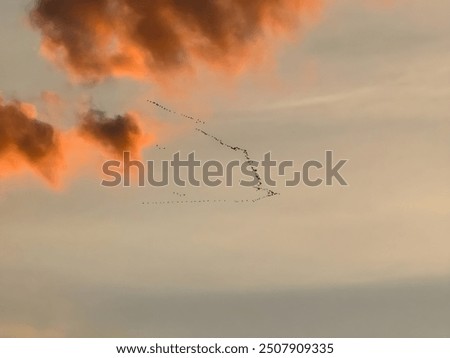 Image, Stock Photo Flying duck on Rügen