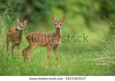 Image, Stock Photo fawn vienna wildlife