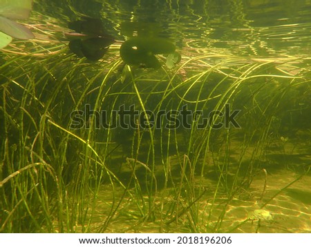 Similar – Image, Stock Photo underwater Environment