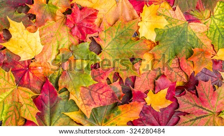 Colorful autumn leaves, top view.