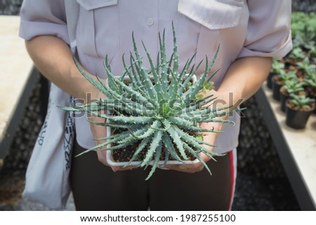 Similar – Image, Stock Photo Aloe humilis, a small succulent from South Africa; systematics according to M. W. Chase et al.