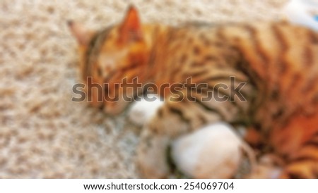 Blur Cutie Sleeping Cat Hugging the Toy Mouse Background Texture