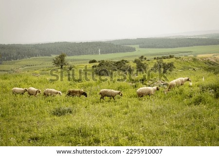 Image, Stock Photo Flock of sheep walking on road in mountainous valley