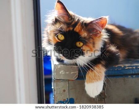 Similar – Image, Stock Photo Three colored cat lying on wooden bench