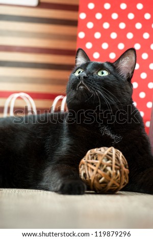 Portrait of a black cat pet lying near the red shopping paper bags