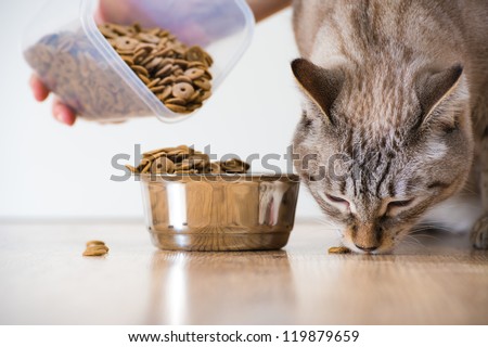 Female feeding her cat. Female hand adding food to cat\'s bowl