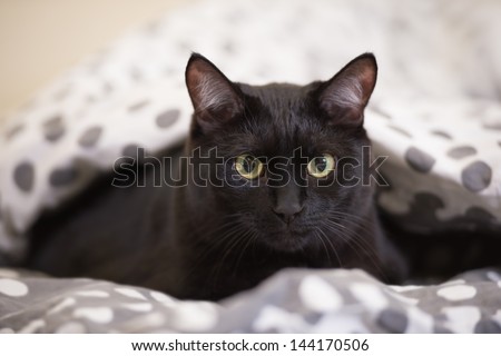 Lazy big black cat laying on bed
