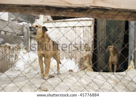 Unwanted dog in cage