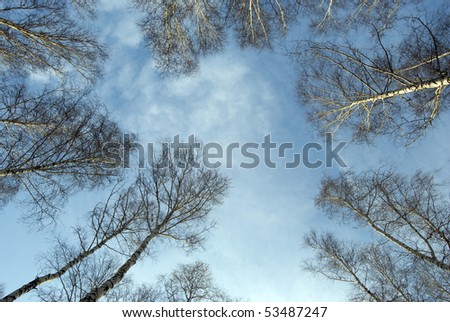 crown of high tree on sky background
