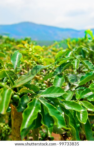 Unripe coffee beans on stem in Vietnam plantation
