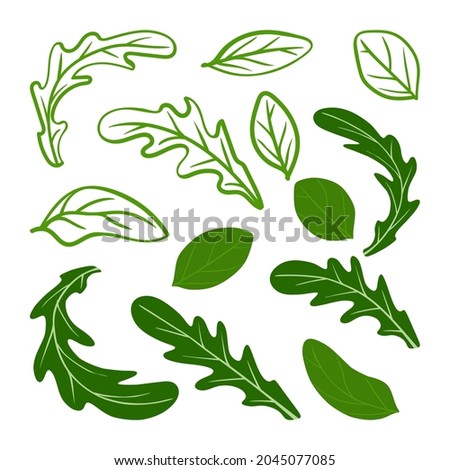 Arugula and basil leaves set. Vector illustration. A concept for stickers, posters, postcards, websites Сток-фото © 
