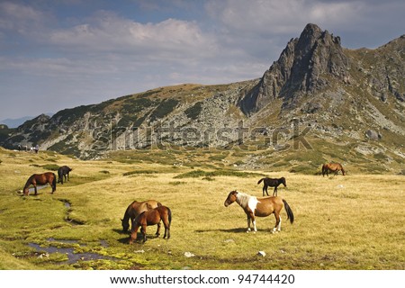 Horses grazing in the Rila Mountains, Bulgaria