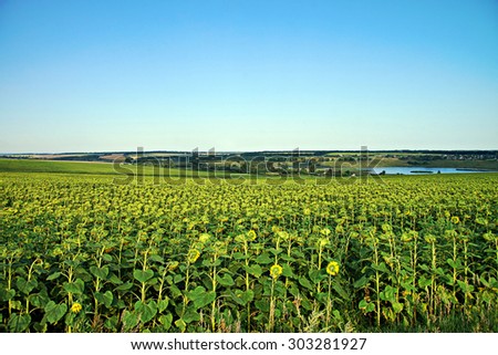 Nature of Ukraine. Sunflowers field.