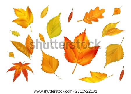 Image, Stock Photo Autumn colored leaves of Japanese fan maple