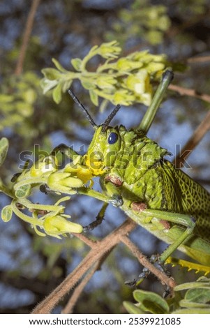 Similar – Image, Stock Photo Locust sitting on the wooden floor Macro