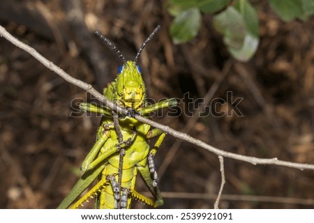 Similar – Image, Stock Photo Locust sitting on the wooden floor Macro