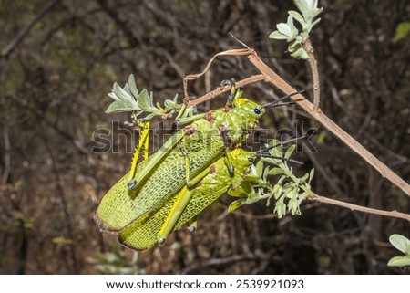 Similar – Image, Stock Photo Locust sitting on the wooden floor Macro