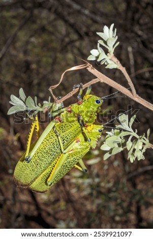 Similar – Image, Stock Photo Locust sitting on the wooden floor Macro