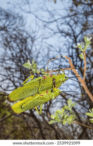 Similar – Image, Stock Photo Locust sitting on the wooden floor Macro