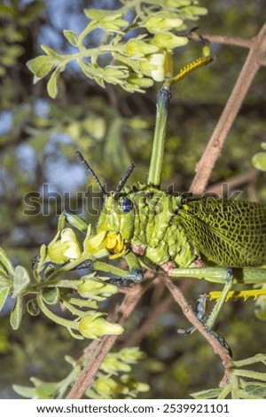 Similar – Image, Stock Photo Locust sitting on the wooden floor Macro