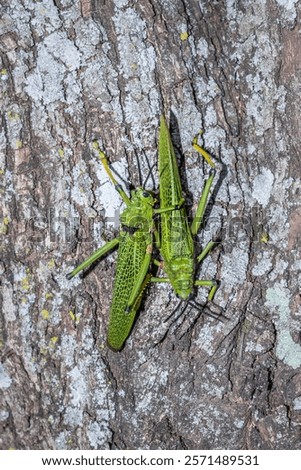 Image, Stock Photo Locust sitting on the wooden floor Macro