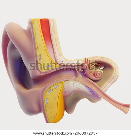 Anatomy of human ear. Physiology and diagram of human ear. 3d illustration of human ear for educational purposes. Cross section of ear.