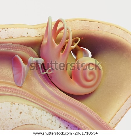 Anatomy of human inner ear. Physiology and diagram of human inner ear. 3d illustration of human inner ear for educational purposes. Cross section of inner ear.