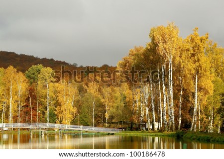 stock-photo-autumn-birches-on-the-shore-of-a-pond-at-dawn-100186478.jpg