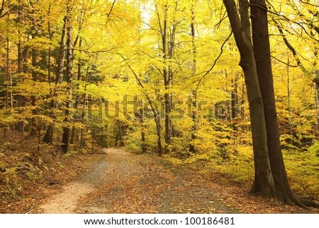 stock-photo-path-leads-through-picturesque-autumnal-forest-100186481.jpg