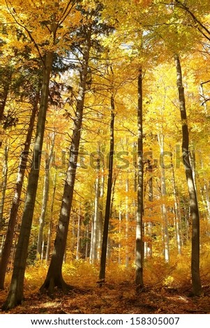 Majestic autumn beech forest in golden colors.