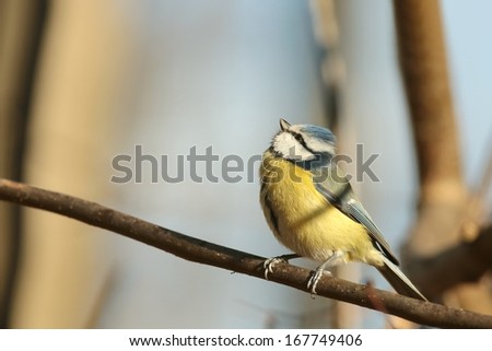 Blue tit (Parus caeruleus) on a twig looking at other birds.