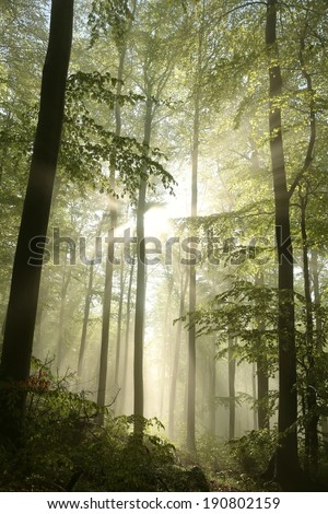 Sunbeams fall into the spring forest on a misty morning.