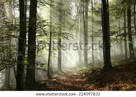 Forest path surrounded by fog in the sunshine.