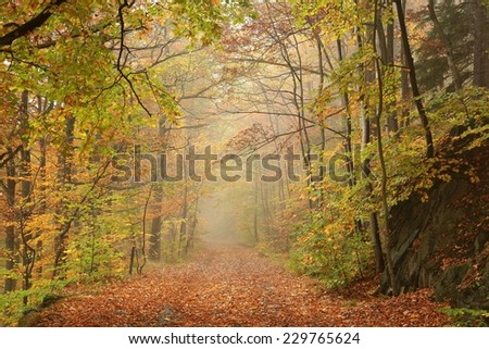Path through autumn forest on a foggy, rainy day.