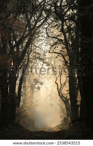 Image, Stock Photo Forest trail in autumn