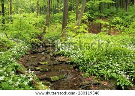 Spring forest in May.
