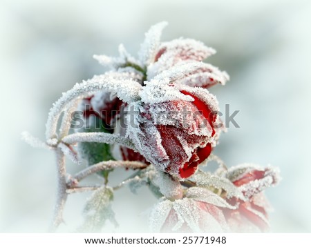 Frozen red roses in the early morning. Photo taken in October.