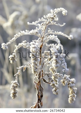 Covered with frost wild golden rod plant growing on a meadow.