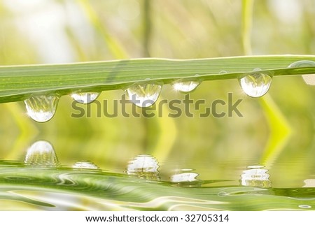 Drops of water hanging from the blade of grass.