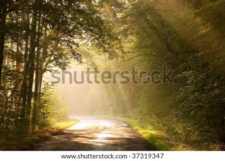 Country road through the misty autumnal woods in the splendor of the morning sun.